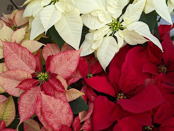 Poinsettia